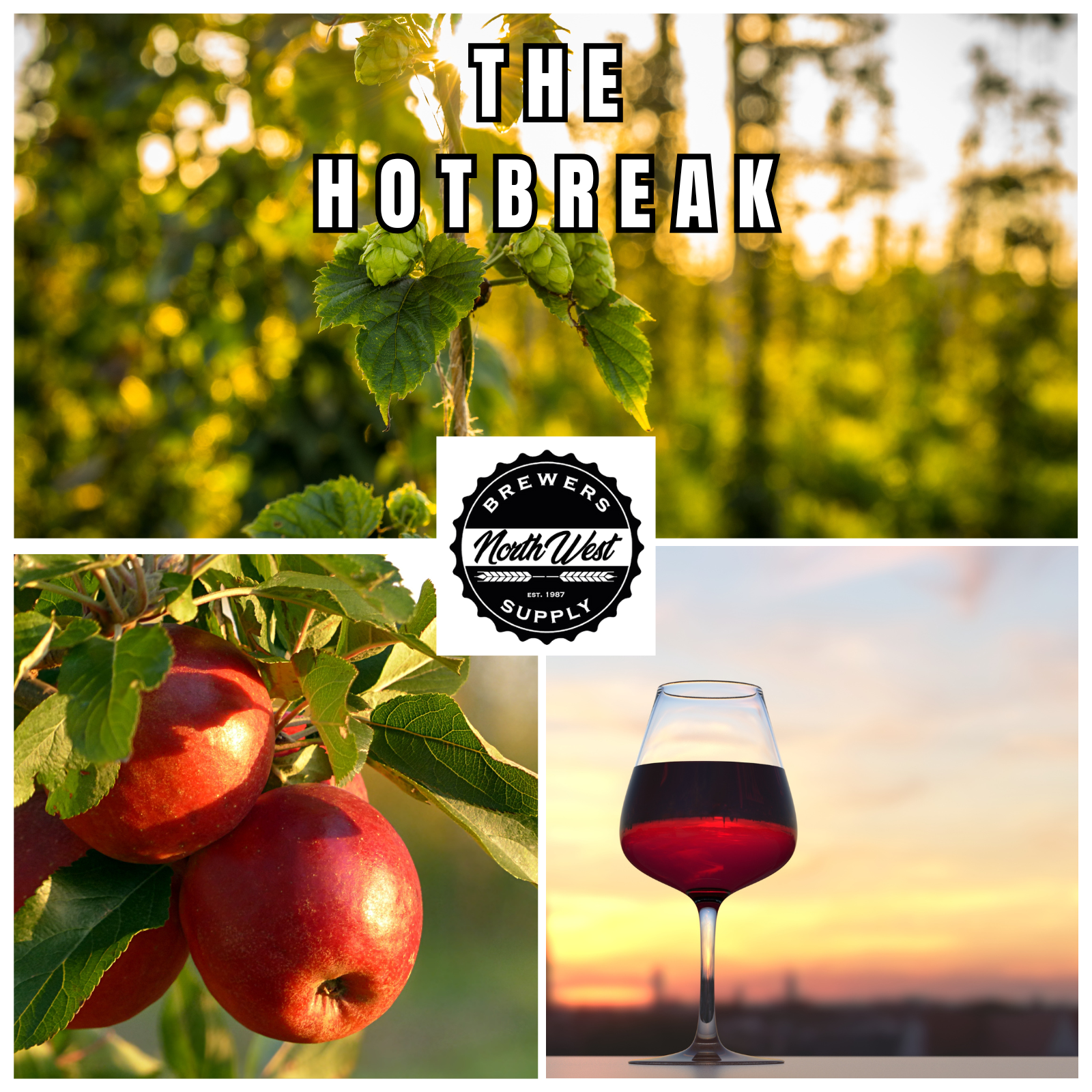 Photo collage of the Hotbreak Newsletter cover, featuring hops on the bine at sunset, apples on the tree, and red wine at sunset